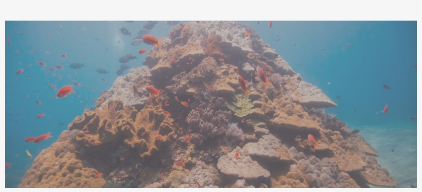 Reef7 - Minecraft Coral Reef Designs, transparent png