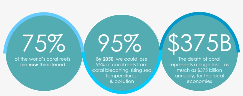 Reefs Around The World Need Help - 95% Vegan Weight Loss Solution: The World's First Flexi..., transparent png