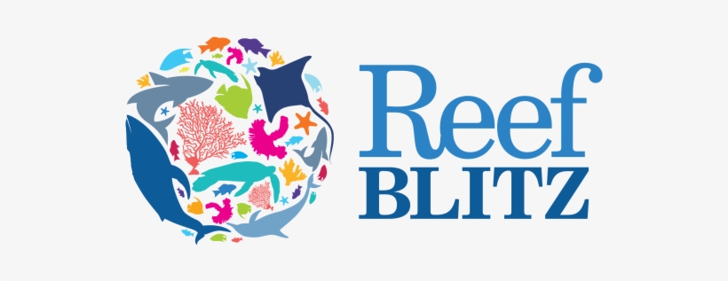 Latest News - Reef Blitz, transparent png