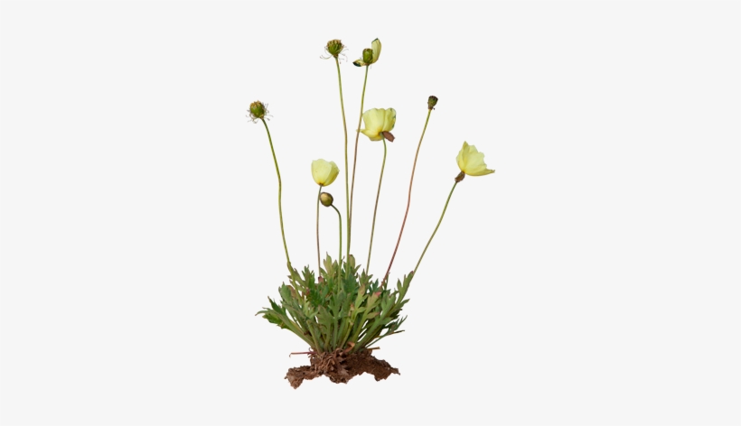 3d View - Papaver Radicatum, transparent png