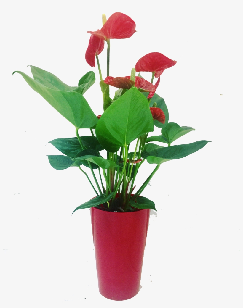 Flowerpot, transparent png
