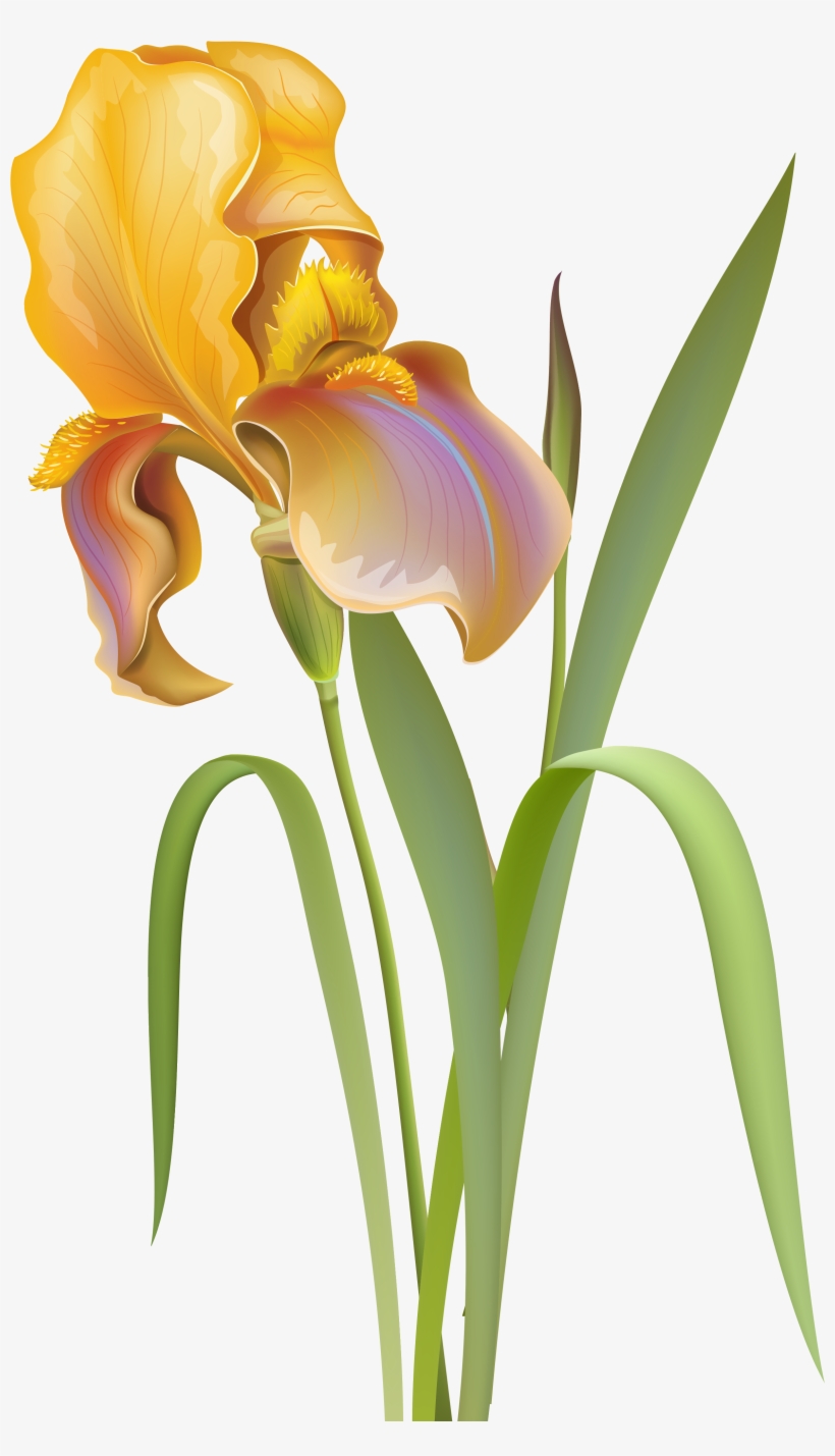 Iris Flower Png Clip Art - Iris Flower Images Png, transparent png