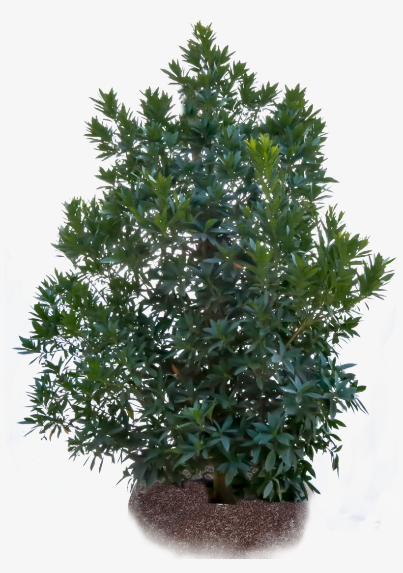 Japanese Blueberry - Fir Tree Png, transparent png