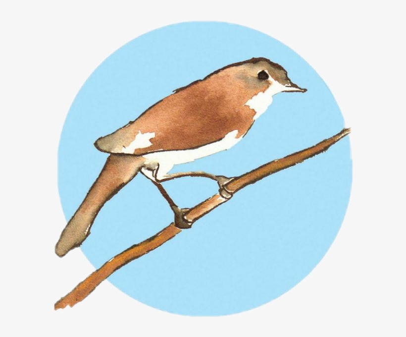 Watercolor Watercolour Watercolors Bird Animal Babyblue - Nightingale, transparent png