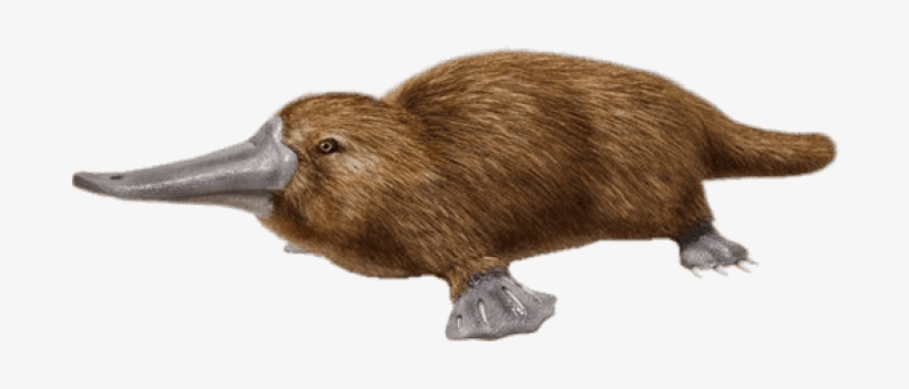 Free Png Download Duck Billed Platypus Png Images Background - Duck Billed Platypus Png, transparent png
