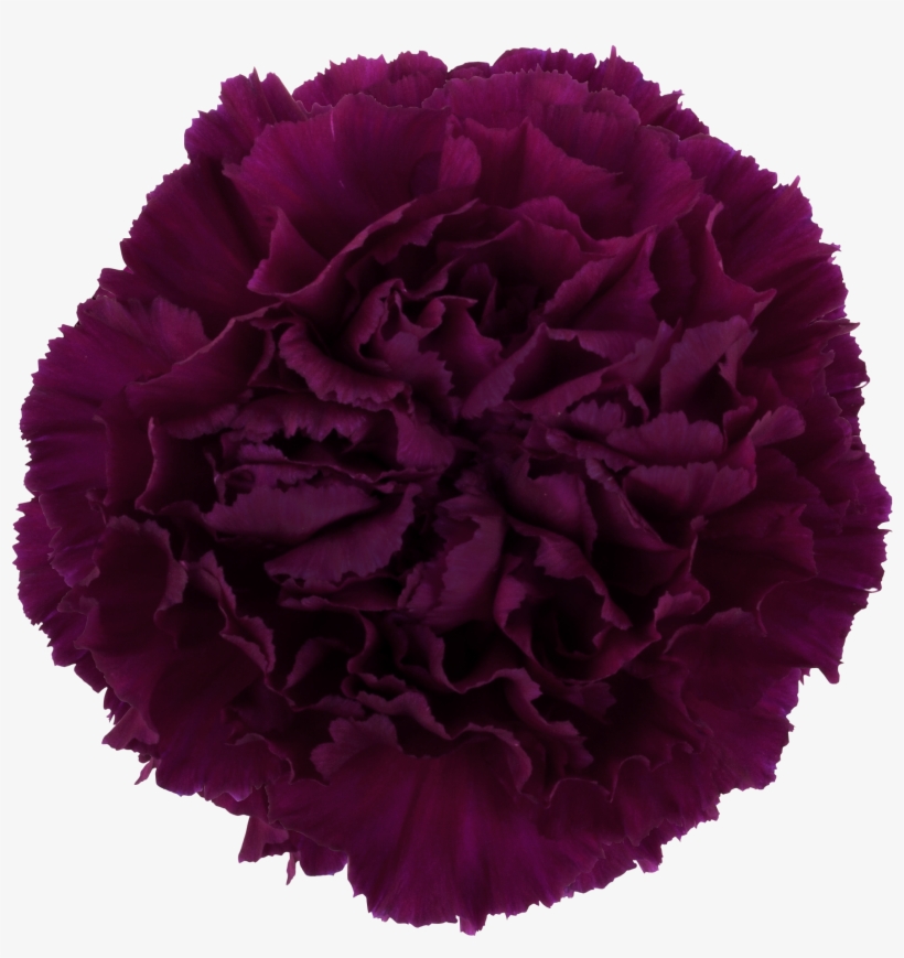 Golem Carnation, transparent png