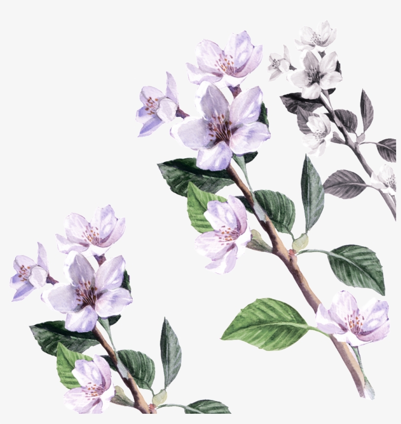 Flower Cartoon Transparent About Flowers,floral Vintage, transparent png