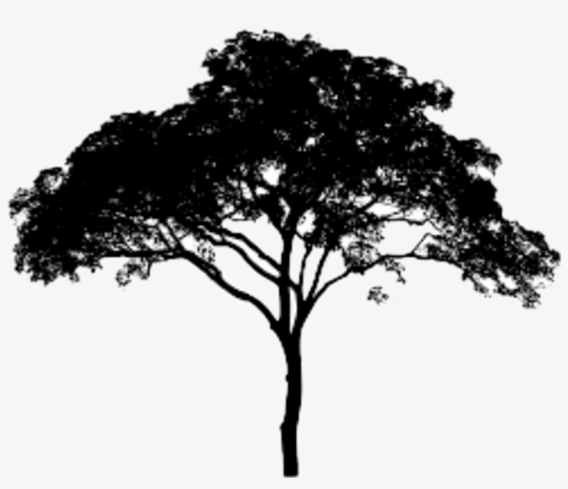 Arbol Sticker - Mitis For Miles & Miles, transparent png