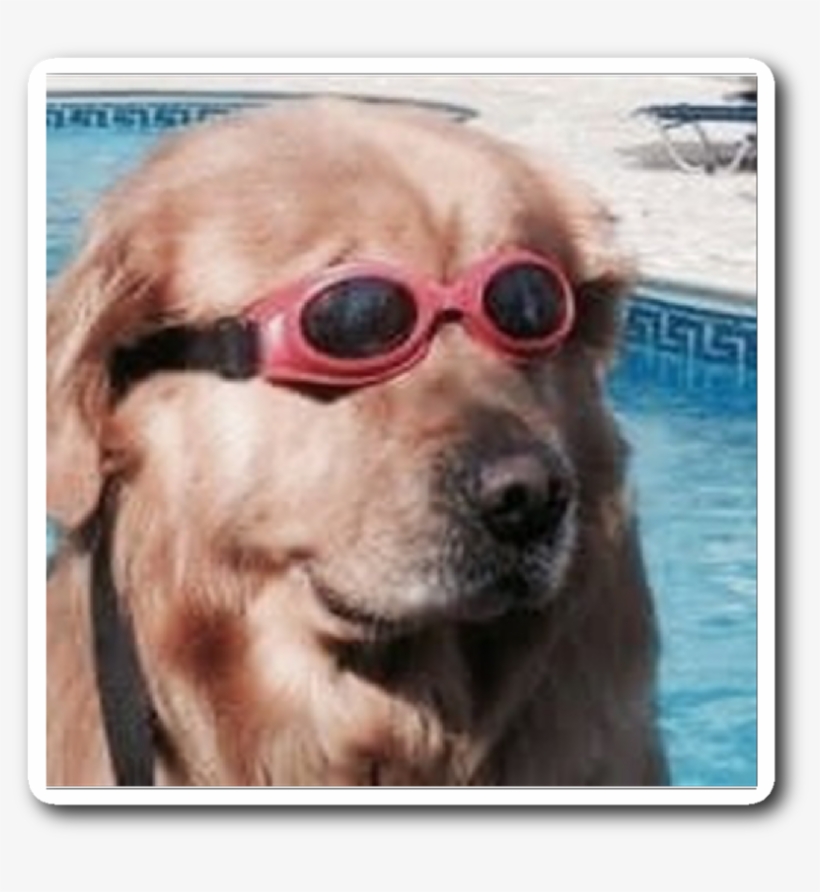 Doggo Life Guard - Heckin Doggo, transparent png