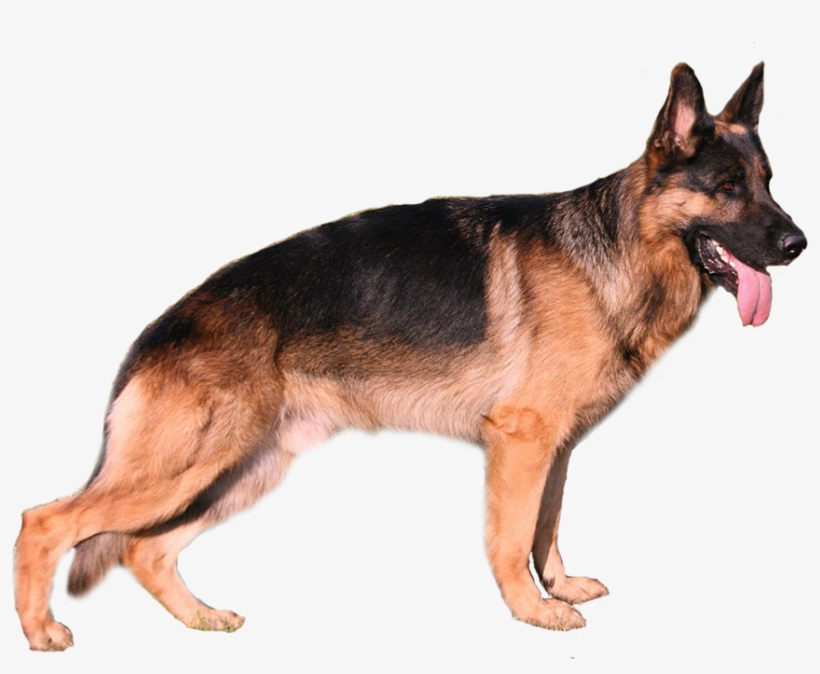 German Shepherd - Deutscher Schäferhund, transparent png