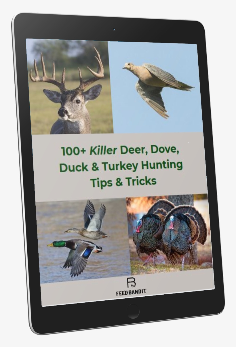 100 Killer Hunting Tips & Tricks That'll Up Your Game - Blue-footed Booby, transparent png