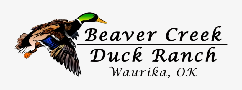 Book An Early Season Teal Hunt Now Sept - Thinking Of You, transparent png