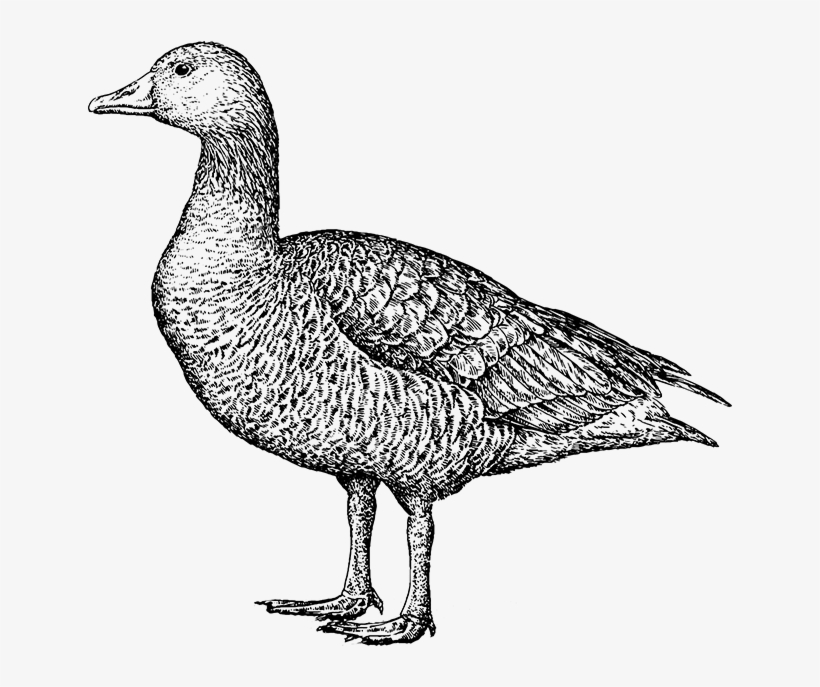 Mallard, transparent png