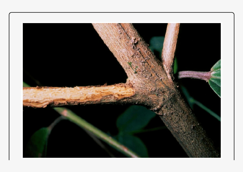 Twig With Bark Damaged By Female Of O - Macro Photography, transparent png