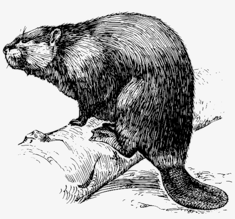Free Png Download Beaver On Branch Png Images Background - Beaver Sketch Black And White, transparent png