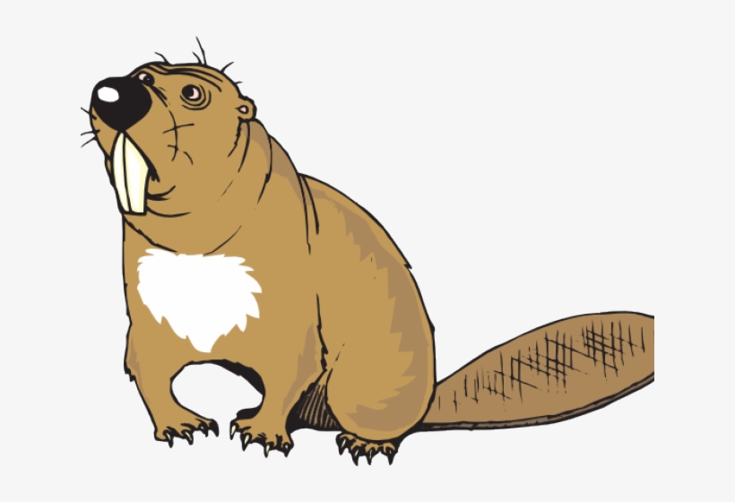 Beaver Teeth Clip Art, transparent png