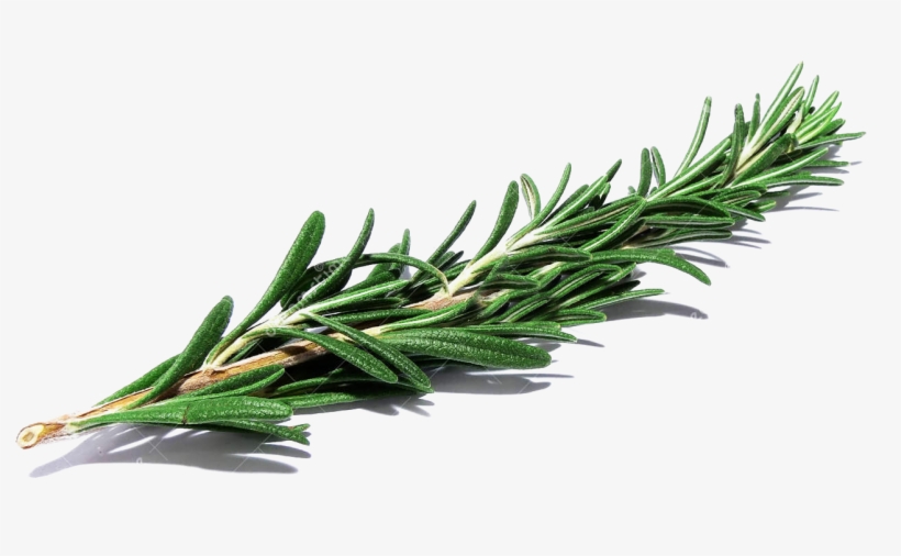 Banner Library Library Herbs Drawing Herb Bouquet - Mexican Pinyon, transparent png