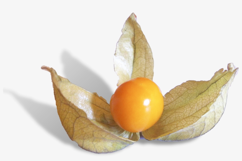 Physalis Is A Delicious Fruit From Peru - Peruvian Groundcherry, transparent png