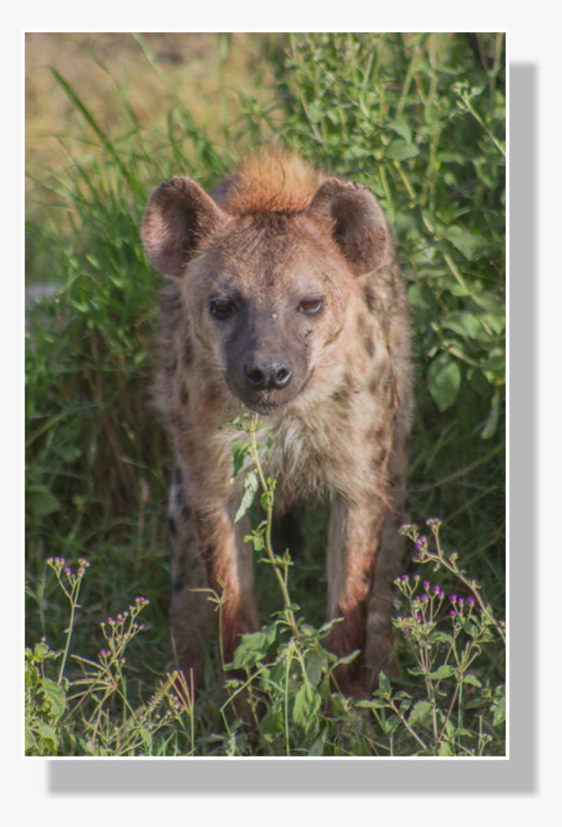 Spotted Hyena Populations Began To Shrink After Roughly - Spotted Hyena, transparent png