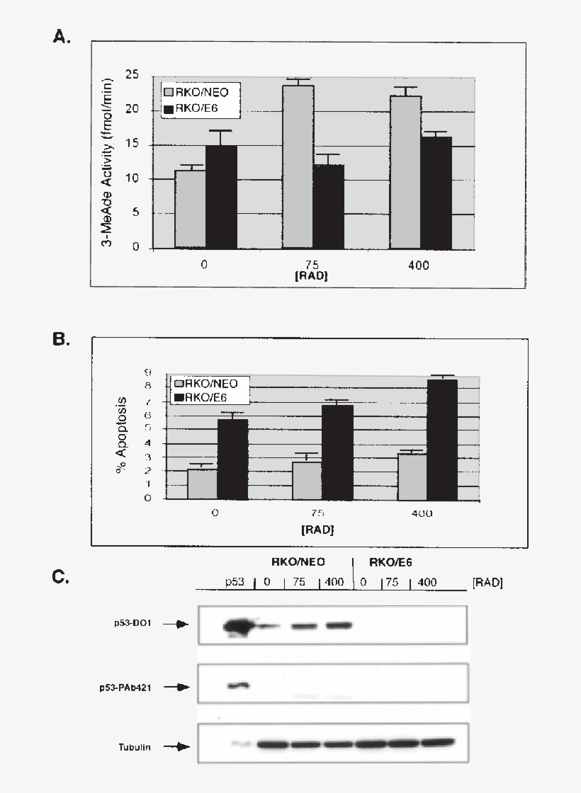 Rko/neo Or Rko/e6 Cells Were Treated With G Irradiation - Diagram, transparent png