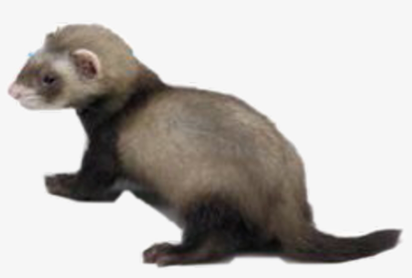 Report Abuse - Weasel, transparent png