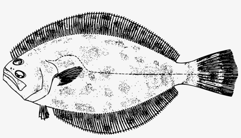 Southern Flounder - Flounder Clipart, transparent png