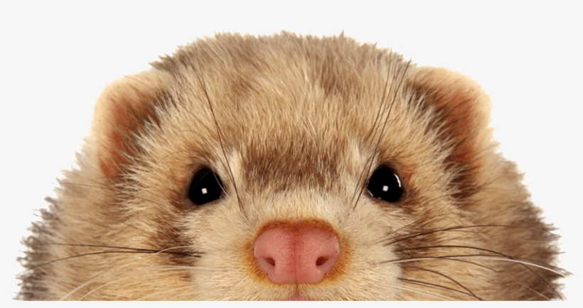 Keeping Ferrets Safe - Ferret, transparent png