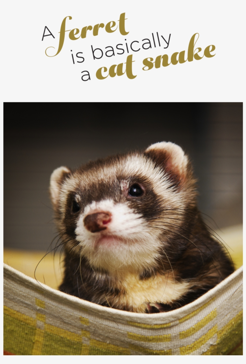 A Ferret Is Basically A Cat Snake 1000x1556 PNG Download PNGkit