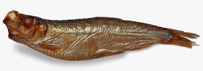 Smoked Fish - Lunge, transparent png