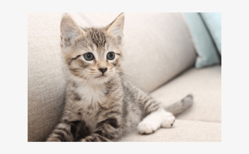 Photo Of Snickers Nk2855 - Kitten, transparent png