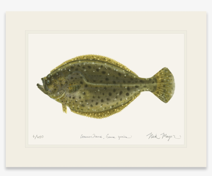 Sign Up And Get 10% Off - Coastal Maine Fish, transparent png