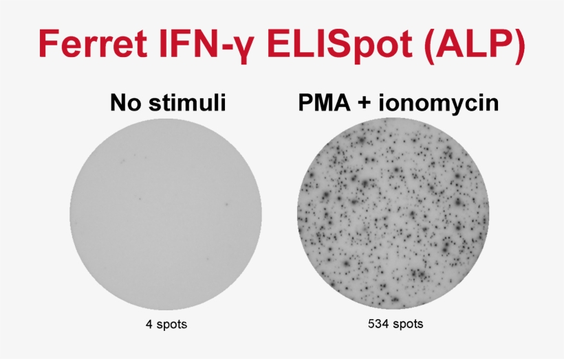 Ferret Ifn-γ Elispot - Circle, transparent png