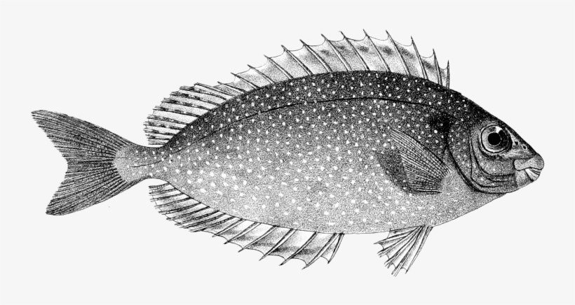 Siganus Fuscescens - Siganus Canaliculatus, transparent png