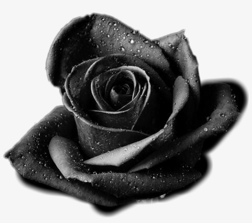 Rose Sticker - Black Rose Avatar, transparent png