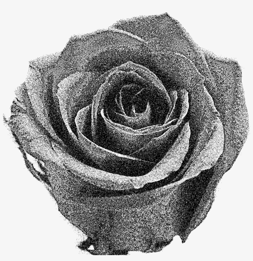 Large Red Roses Png Clipart - Rose, transparent png