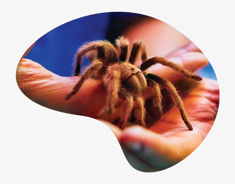 Reptile Prog Page - Insect, transparent png