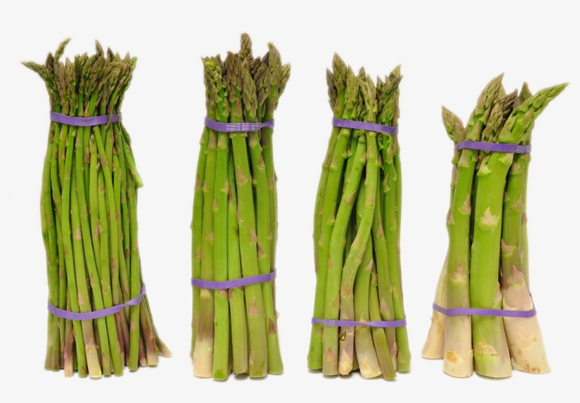 Search For -  -  - Asparagus, transparent png