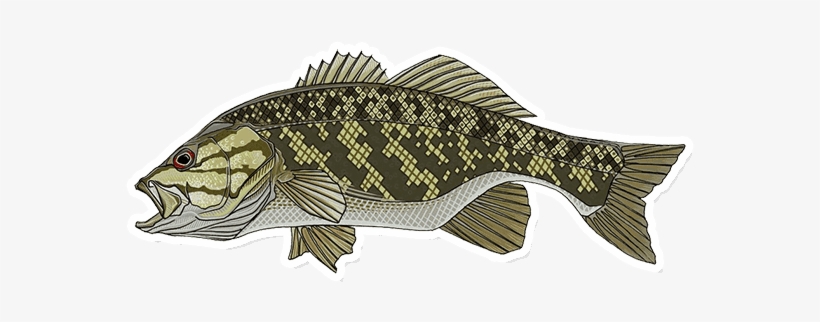 650 X 650 1 - Bass, transparent png