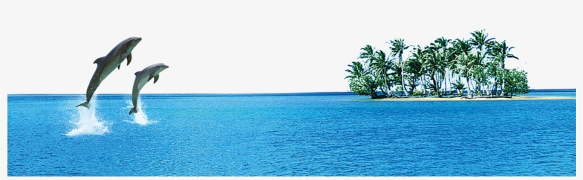 Dolphin Images Free Downloads - Sea Dolphin Png, transparent png