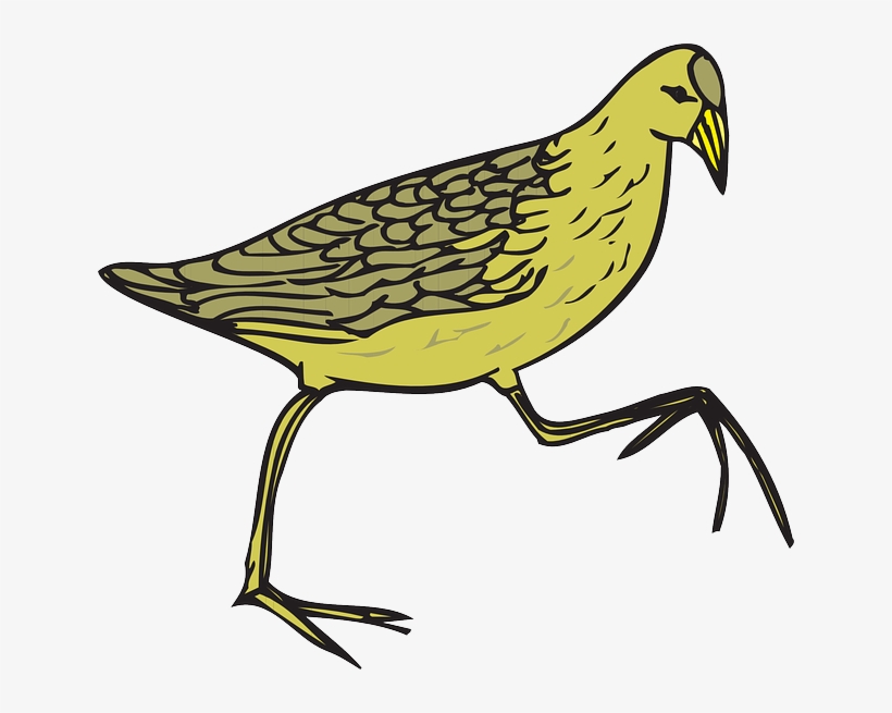 Picture Free At Getdrawings Com Free For Personal Use - Cartoon Feathers On Bird, transparent png