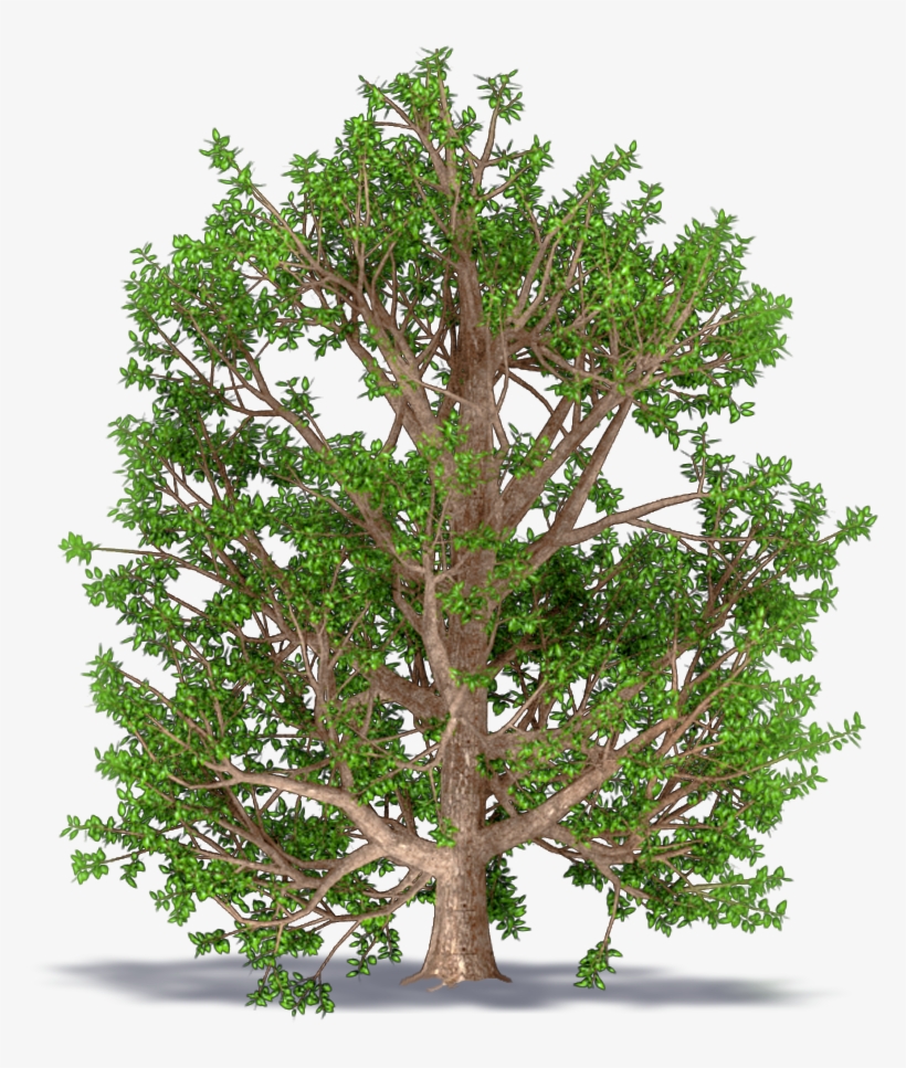 Ash Monophyllous - American Larch, transparent png