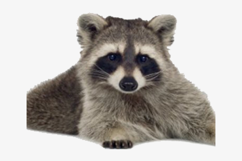 Raccoon, transparent png