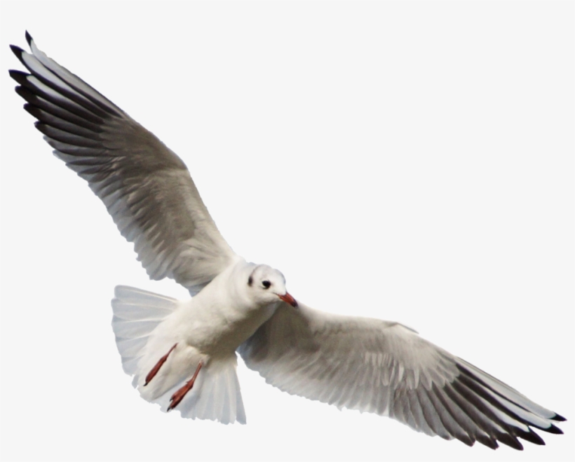 Free Png Download Gull Png Images Background Png Images - Seagull Png, transparent png