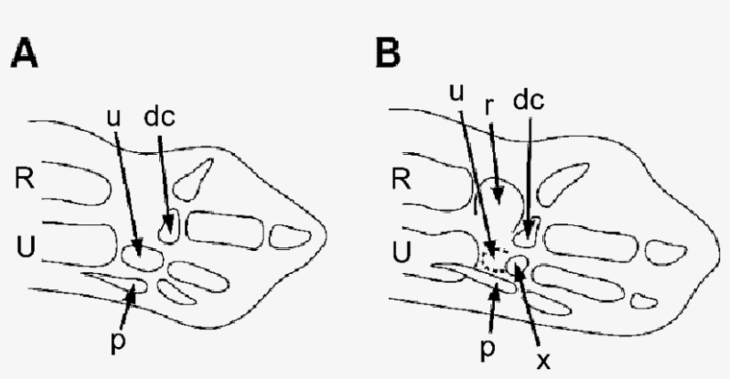 Embryonic Chicken Wing Bud At - Drawing, transparent png