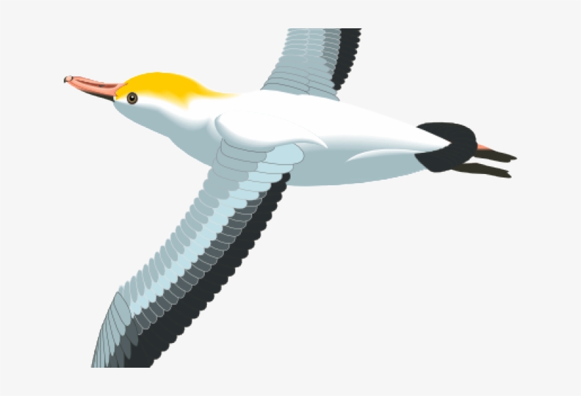 Sea Bird Clipart, transparent png