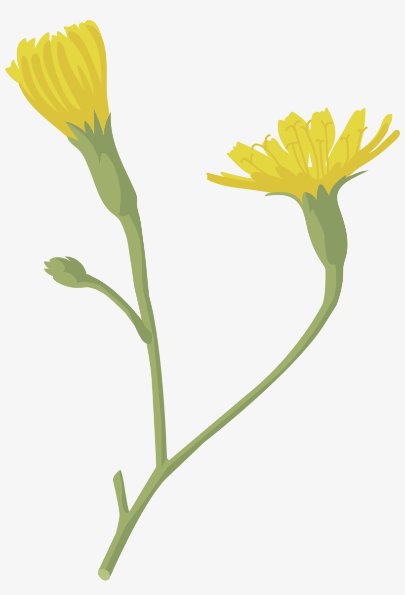 Lechugón - English Marigold, transparent png