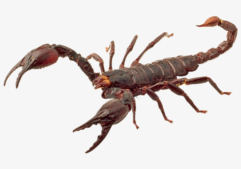 900 X 580 - Scorpion Png, transparent png