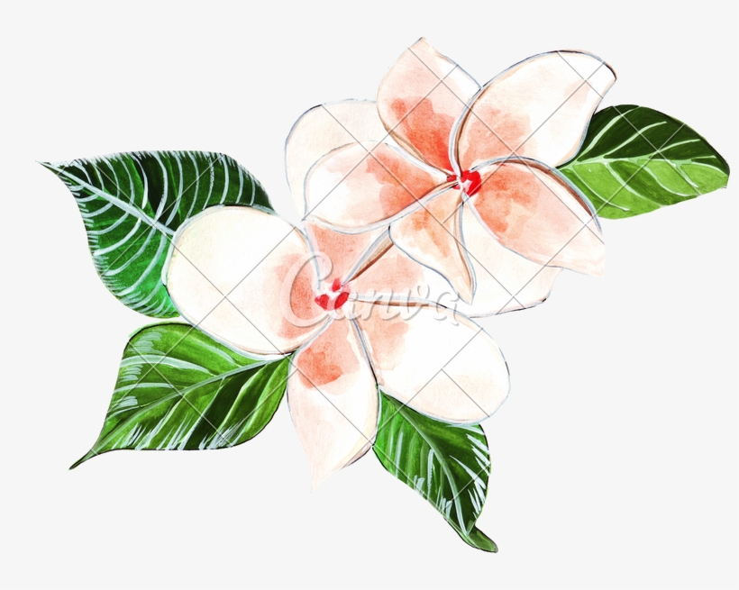 Plumeria Clipart Painting - Plumeria Transparent, transparent png