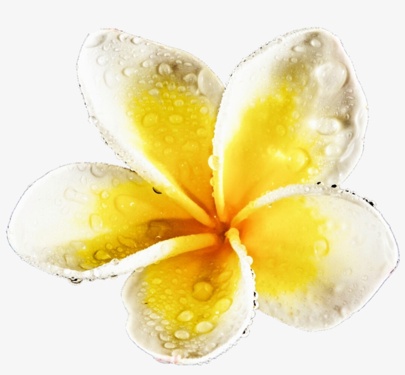 Water Drop Plumeria By Jeanicebartzen - Frangipani, transparent png