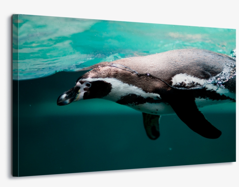 Pittsburgh Zoo Animals, transparent png